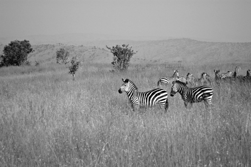 Akagera - Game Tour 23 - JPP