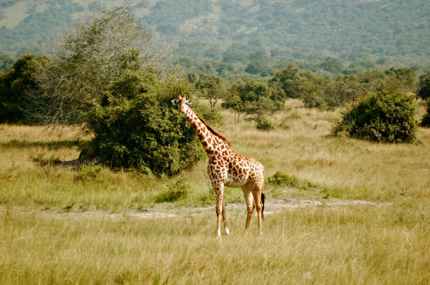 Akagera - Giraffes 2_JPP