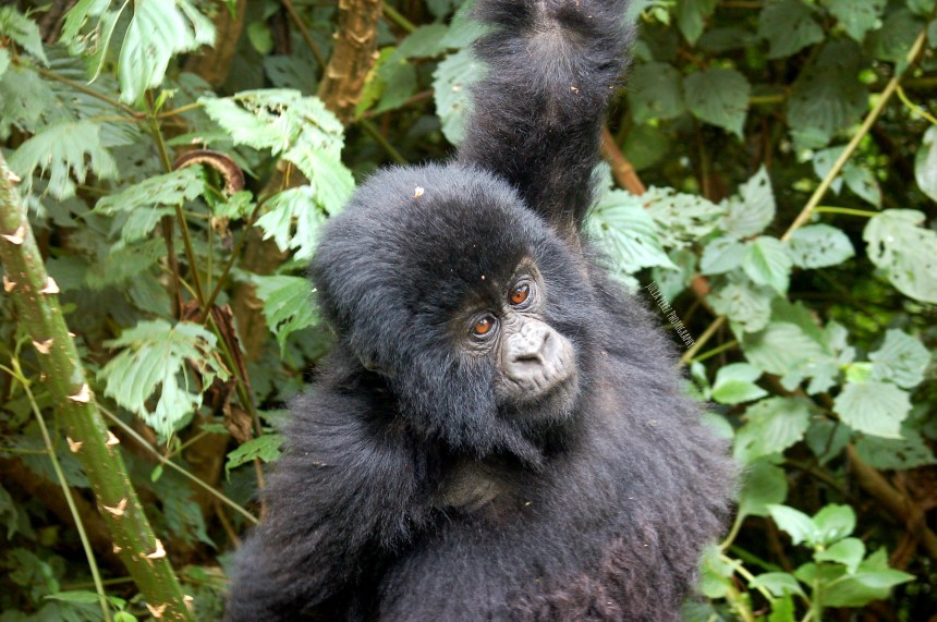 Volcanoes National Park 27_JPP