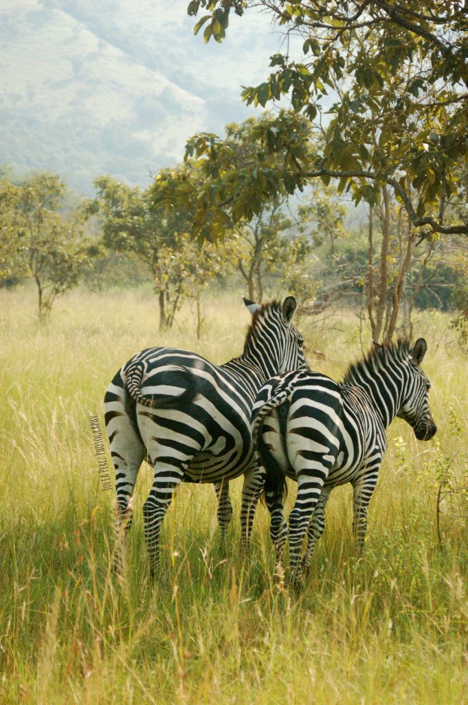 Akagera Zebras_JPP