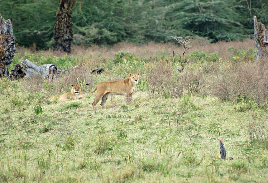 DSC_0474 Edited 2 JPP